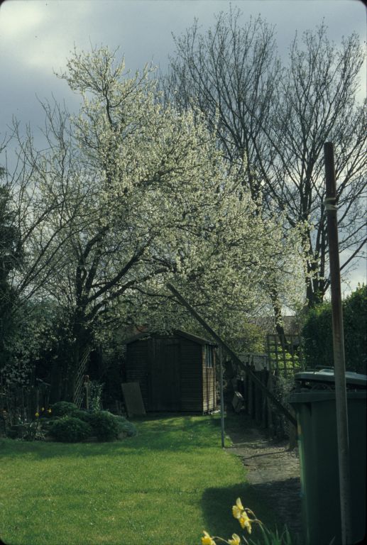Damson Tree at 4 Thorleye Road