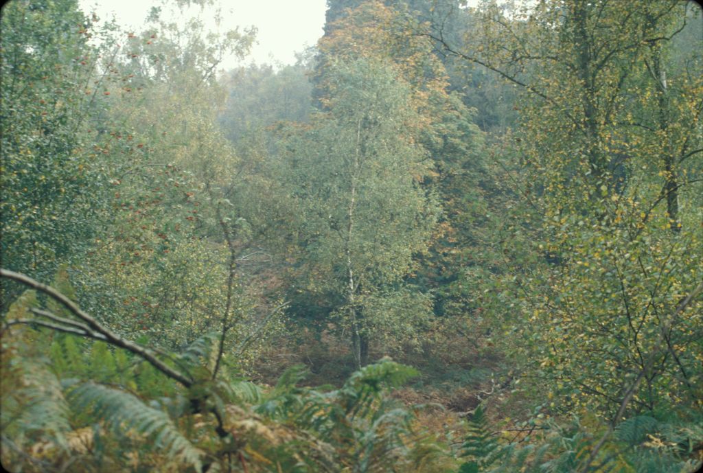 Woodland