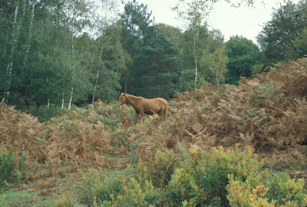 New Forest: Pony