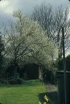 Damson Tree at 4 Thorleye Road