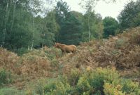 New Forest: Pony