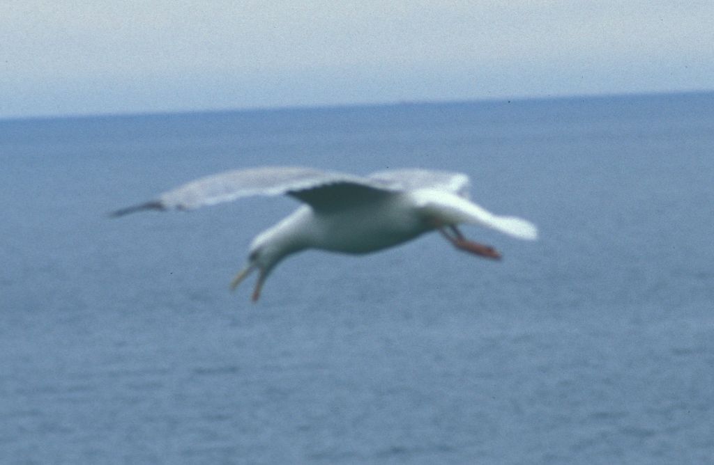 Seagull