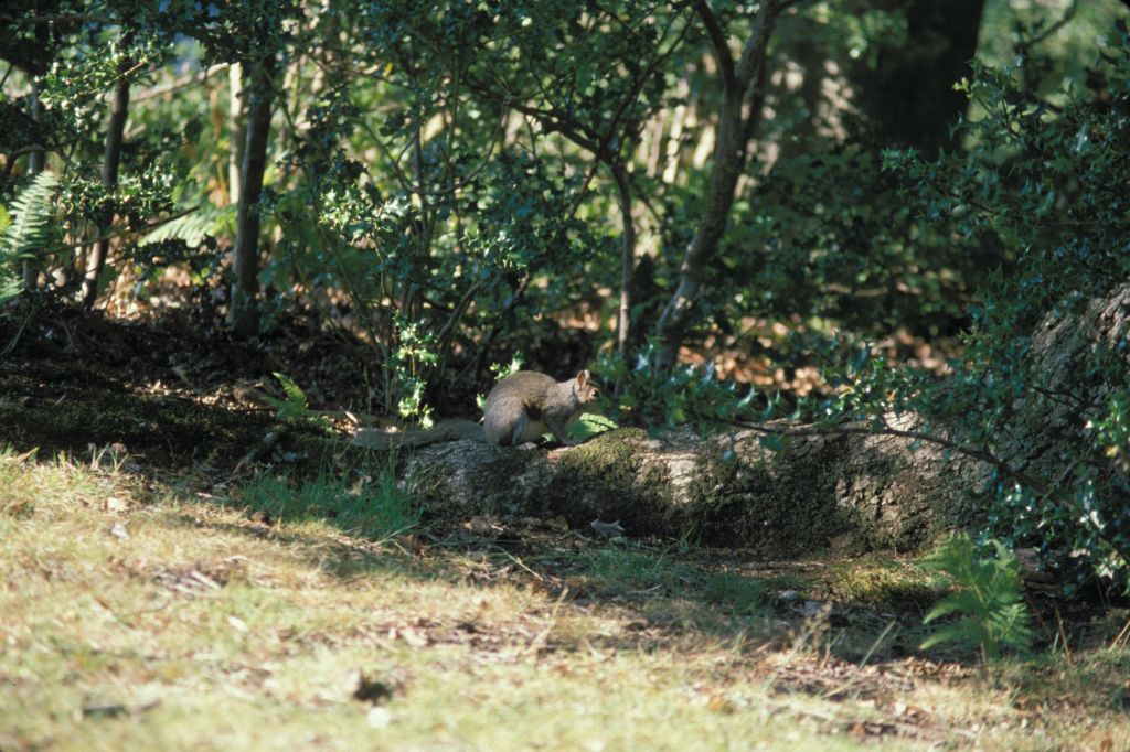 New Forest squirrel