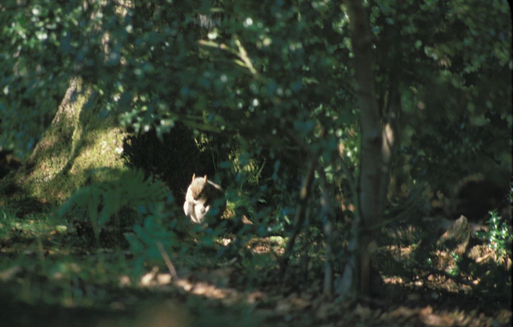 New Forest squirrel