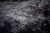 Lichen on rock