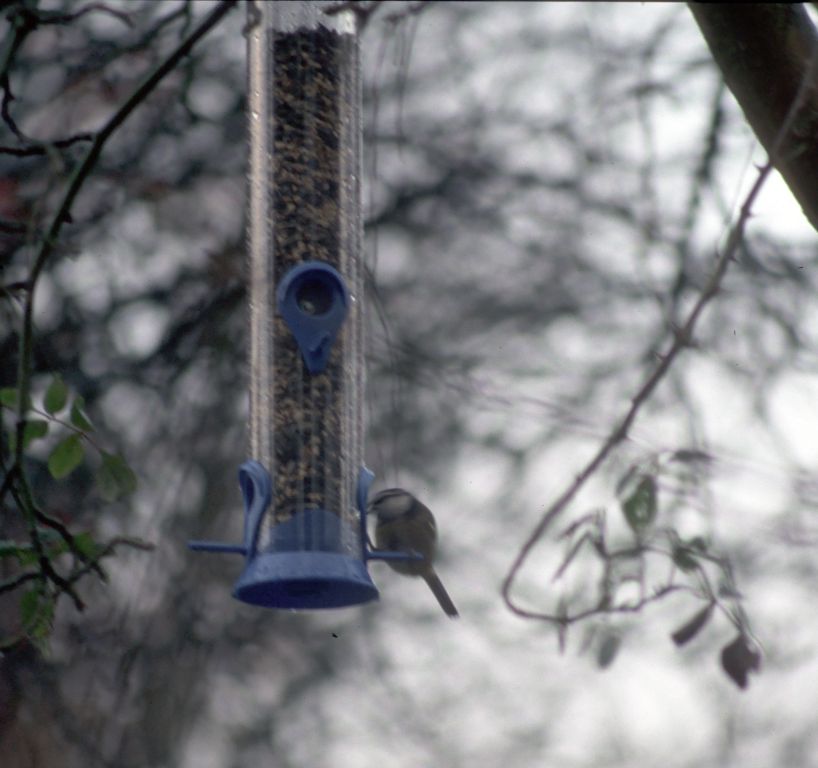 Bird feeder