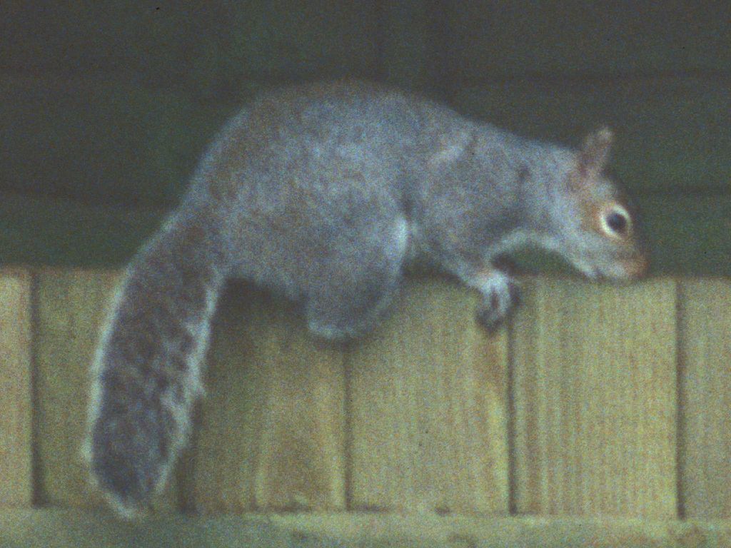 Squirrel