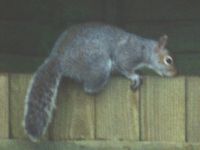 Squirrel