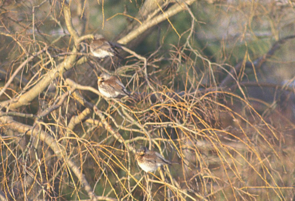 Birds in tree
