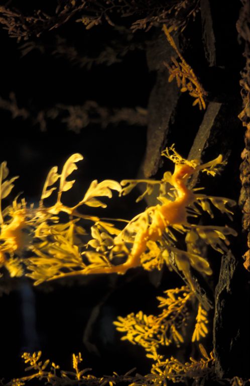 New Orelans: Sea-horse