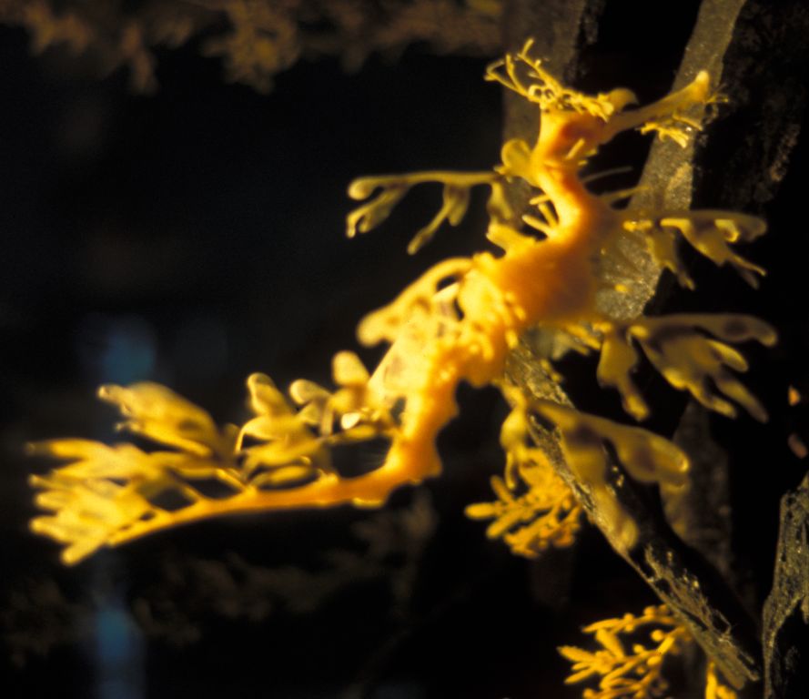 New Orelans: Sea-horse