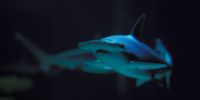 New Orelans: Hammerhead Shark