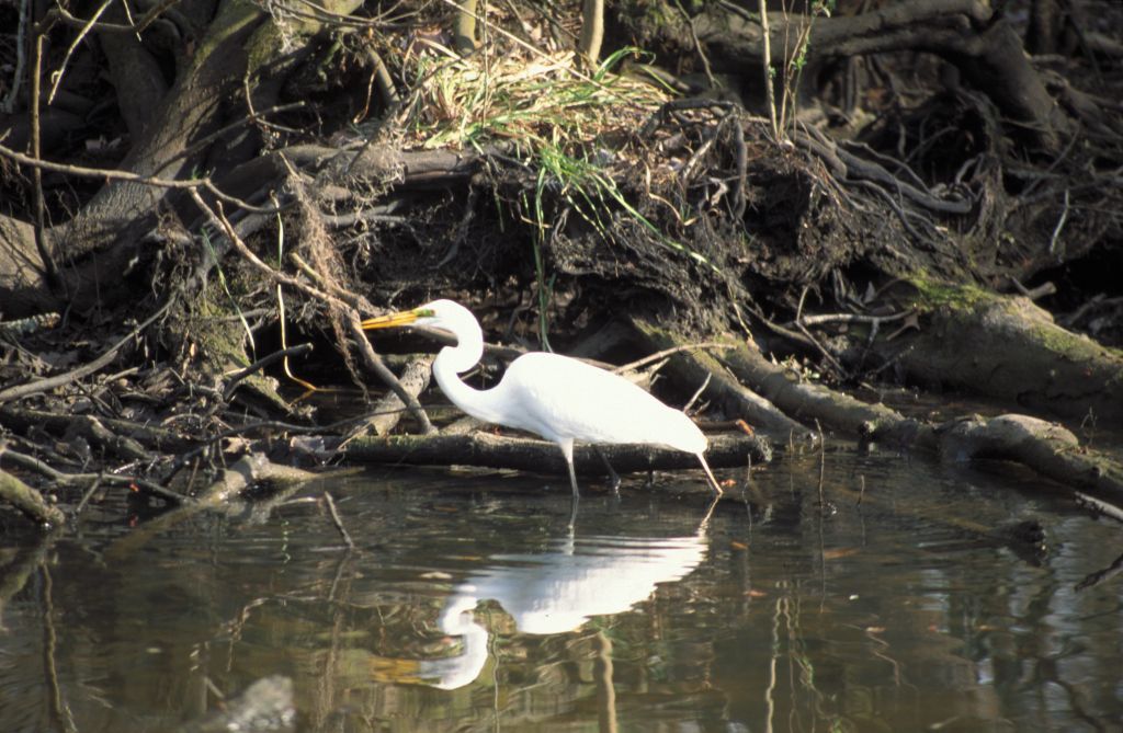 Swamp Tour: White bird