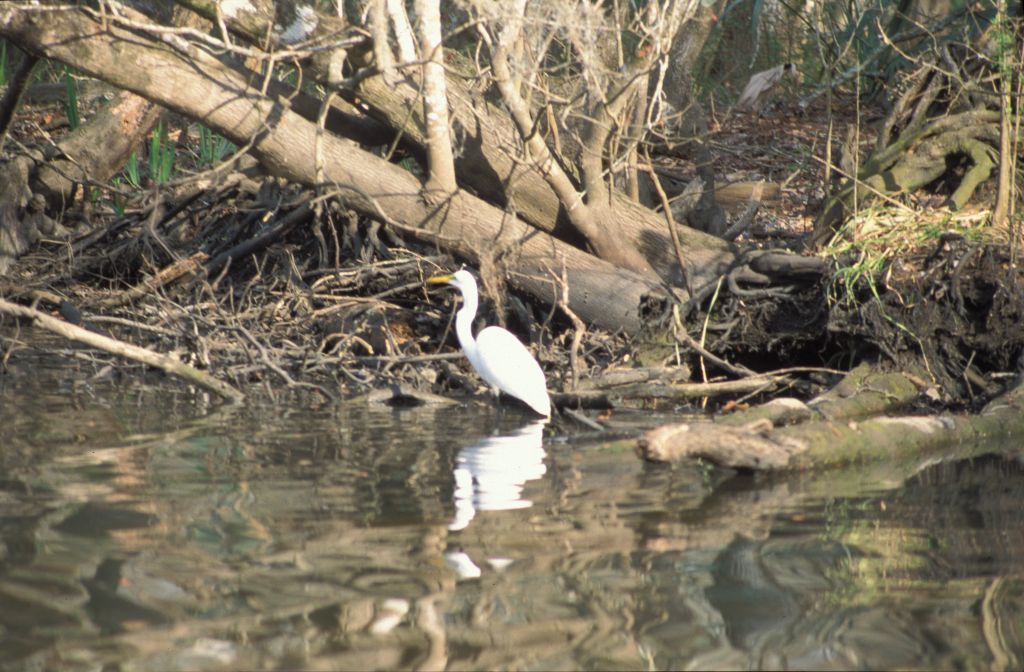 Swamp Tour: White bird