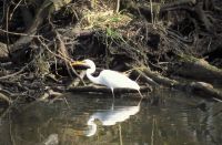 Swamp Tour: White bird