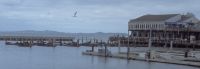 San Fransisco: Sealions