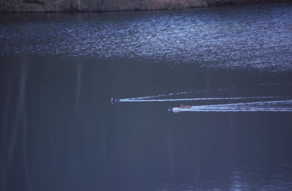 Coot, drake and duck