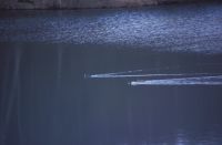 Coot, drake and duck