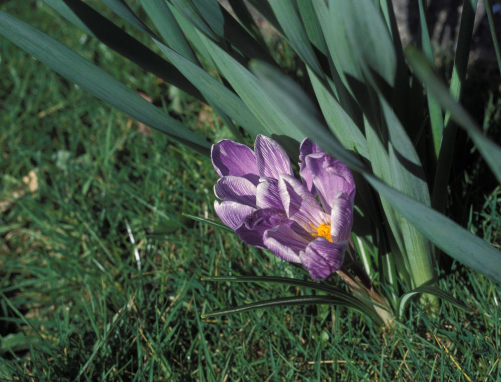 Crocuses by front door