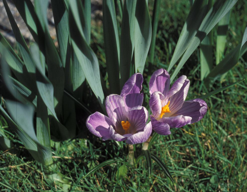 Crocuses by front door