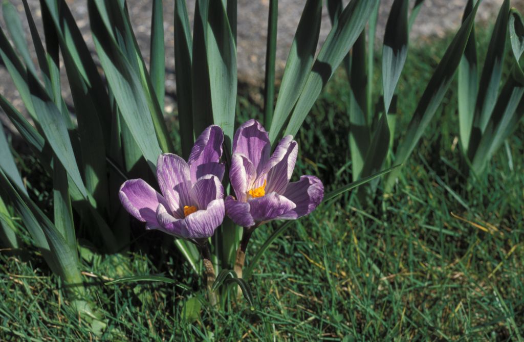 Crocuses by front door