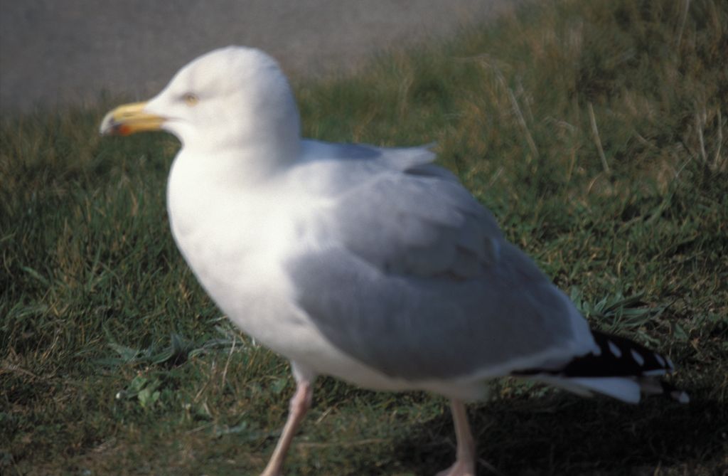 Seagull