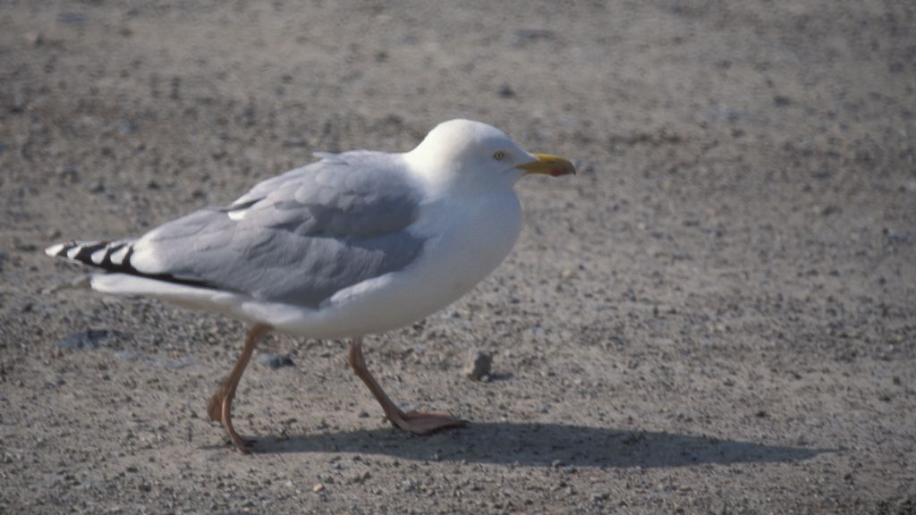 Seagull
