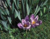 Crocuses by front door