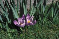 Crocuses by front door