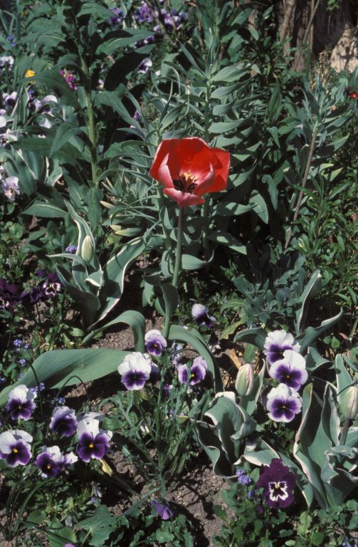 RedT tulip at Givernay