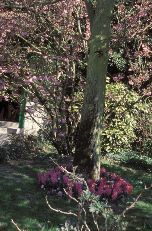 Cherry blossom at Givernay