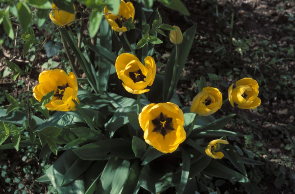 Yellow tulips at Givernay