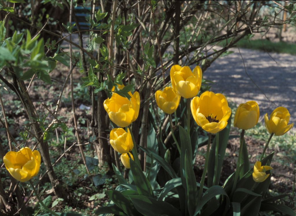 Yellow tulips at Givernay