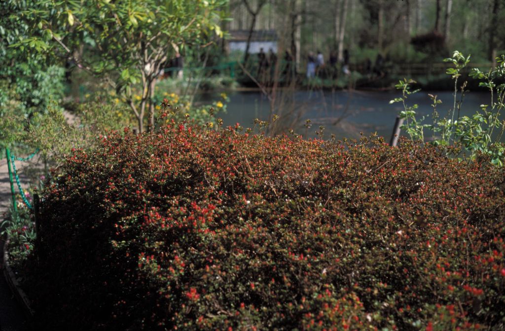 Red flowering shrub