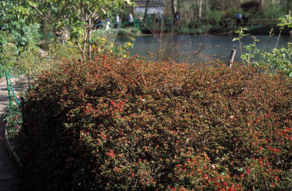RedFloweringShrub