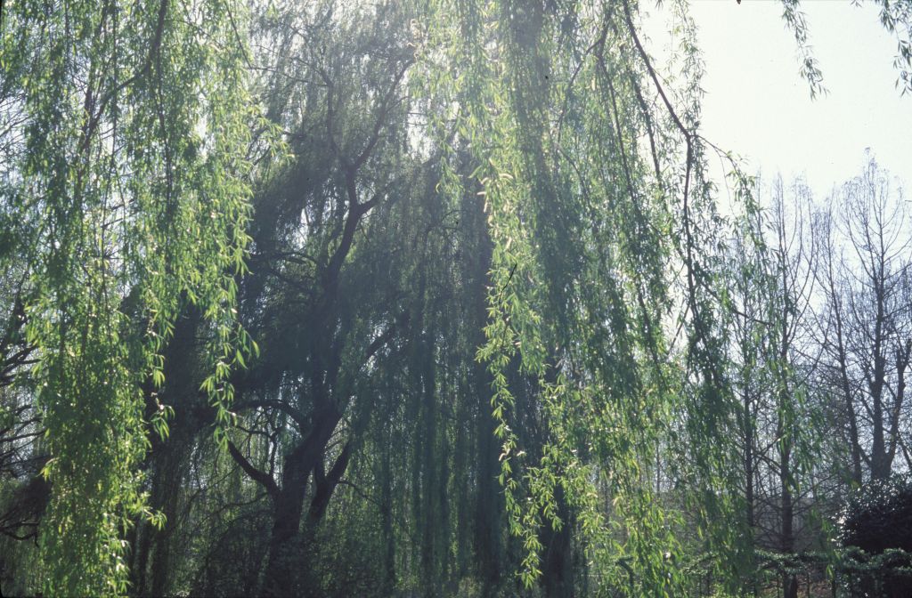 Willows