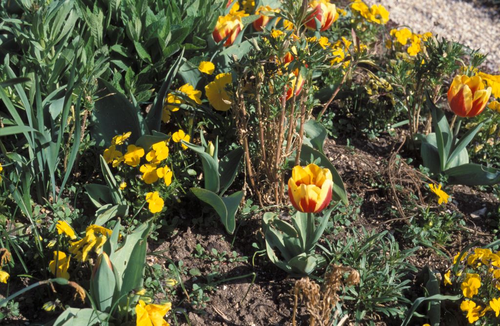 Red and yellow flowers