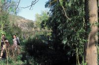 The japanese bridge at Givernay