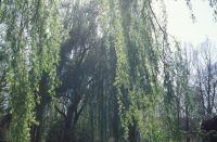 Willows