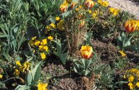 Red and yellow flowers