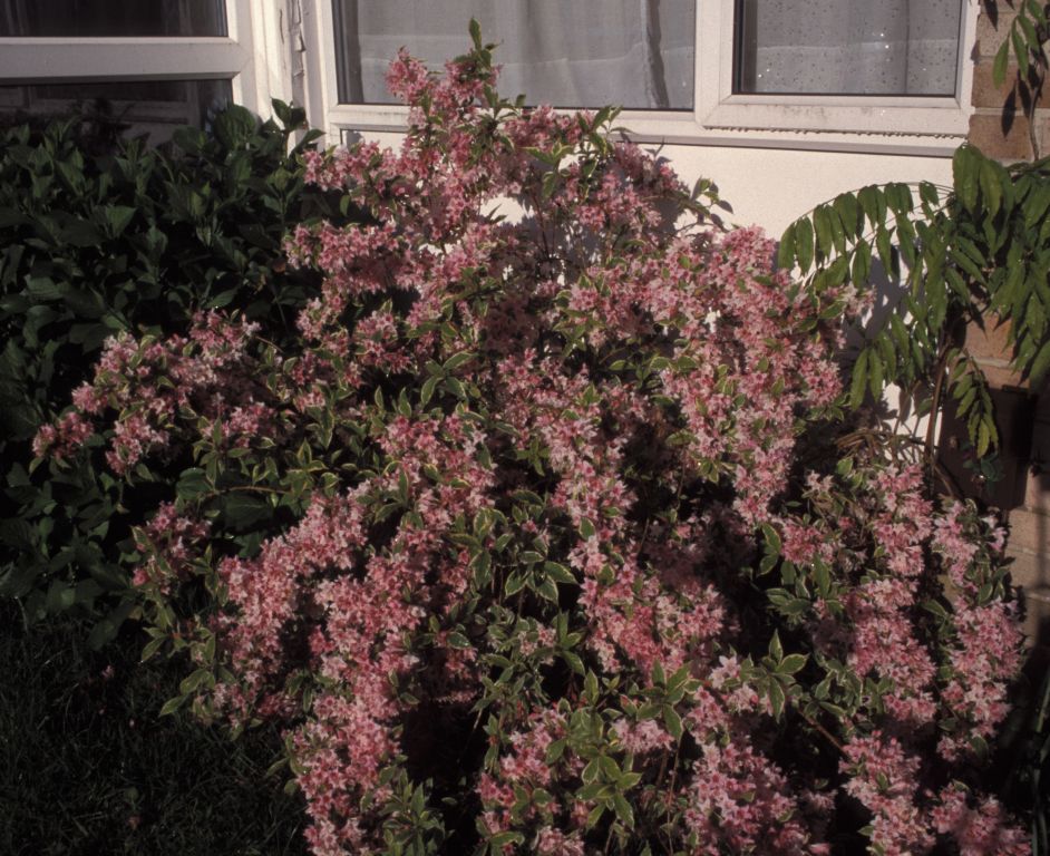 Weigela