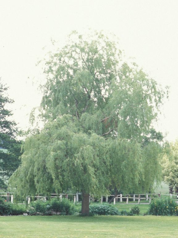 Meon valley: Willow