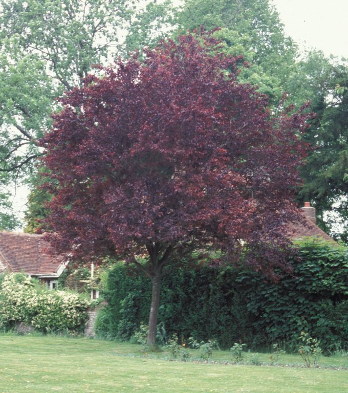 Meon valley: Church green