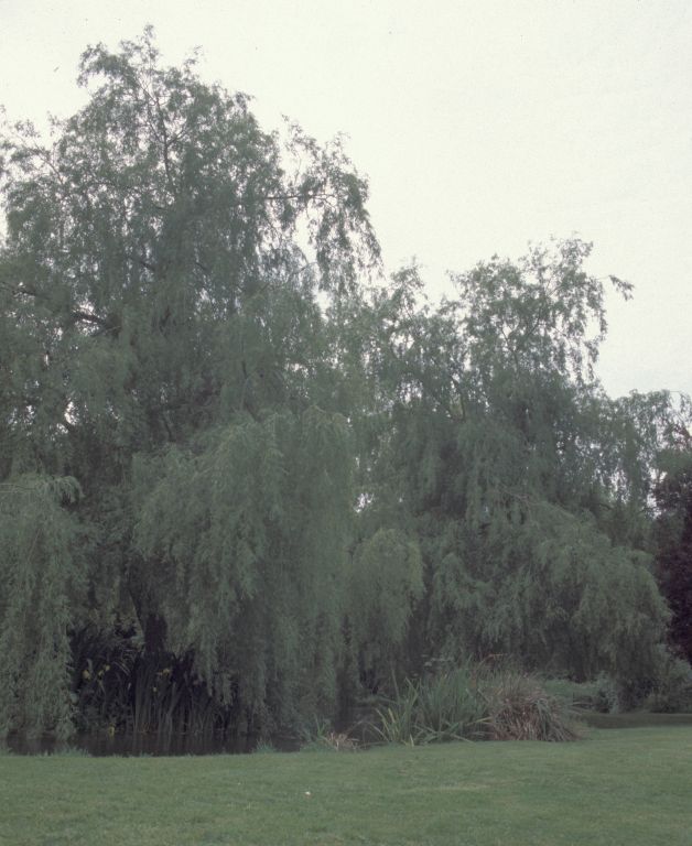 Meon valley: Willow