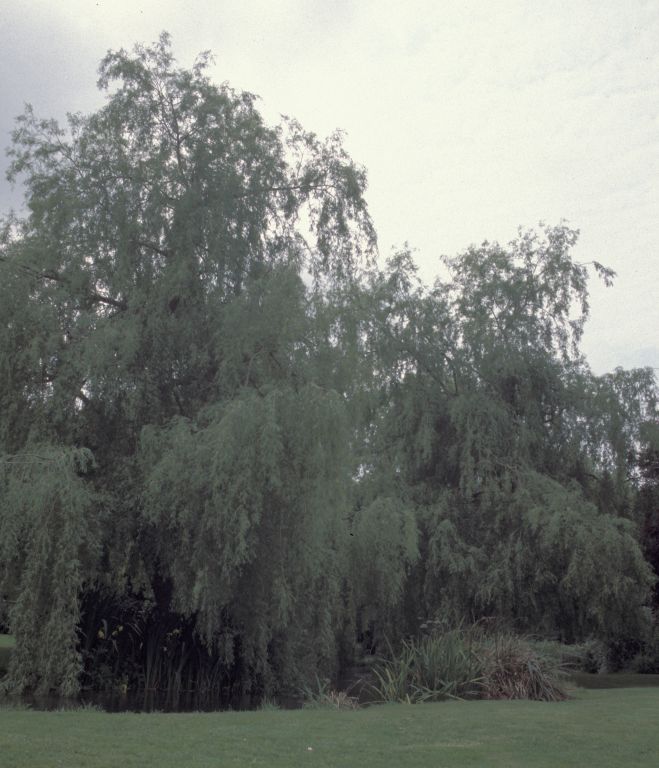 Meon valley: Willow