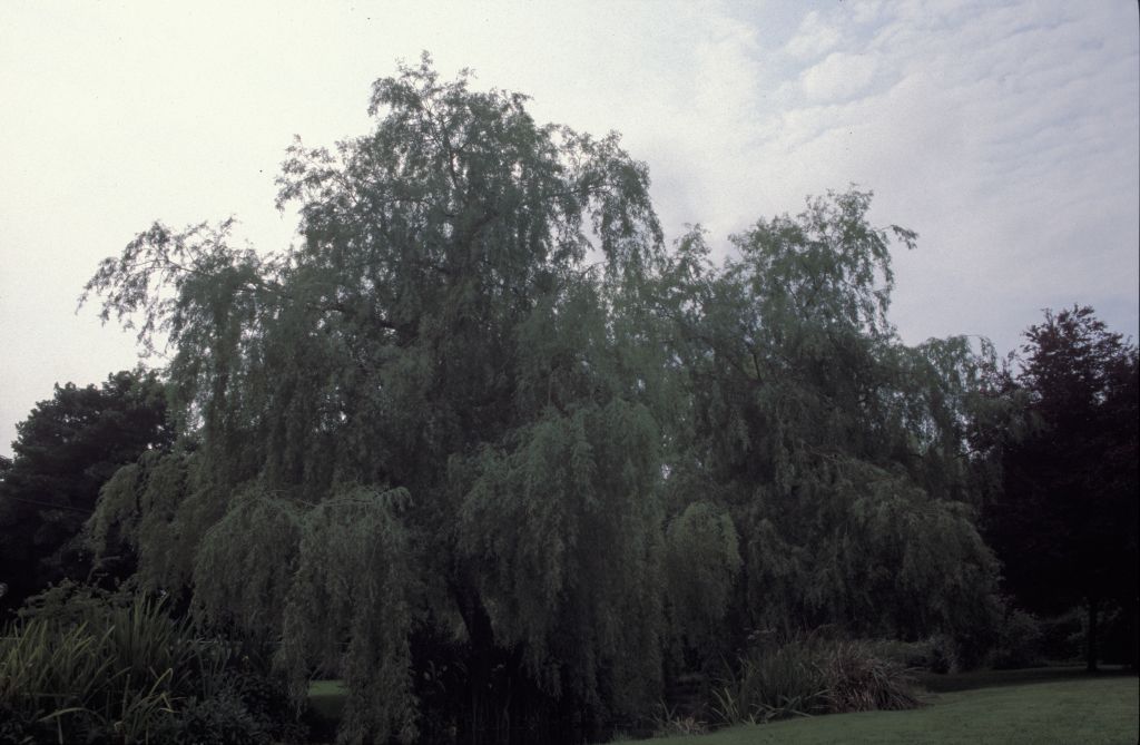 Meon valley: Willow