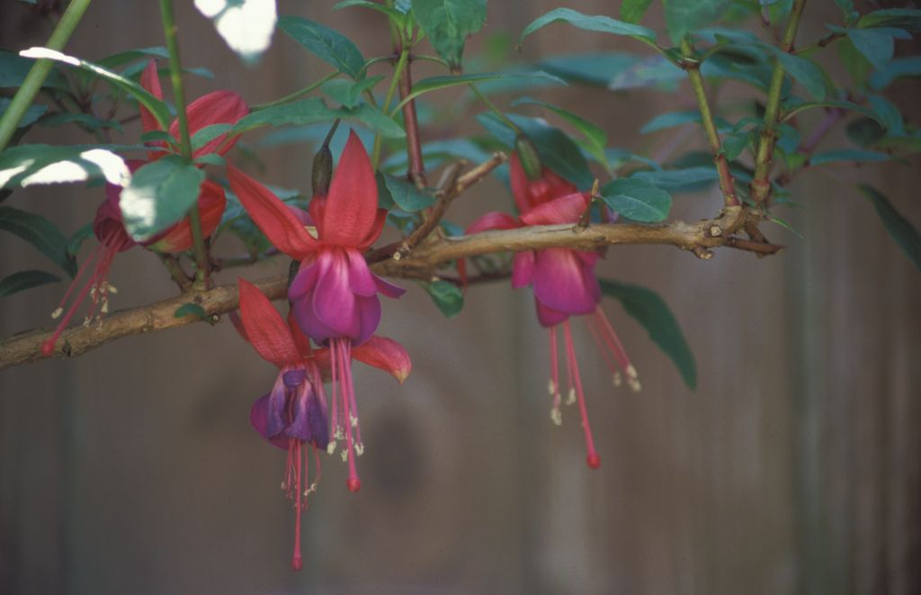 Purple Fuchsia