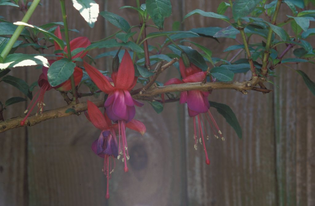 Purple Fuchsia