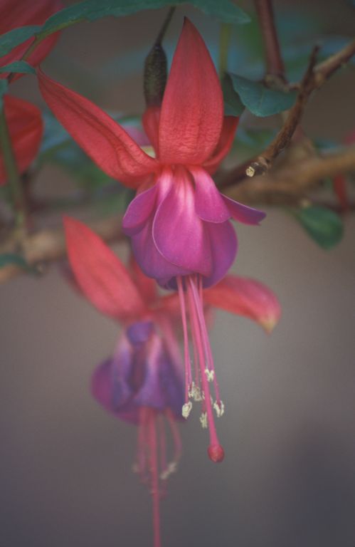 Purple Fuchsia