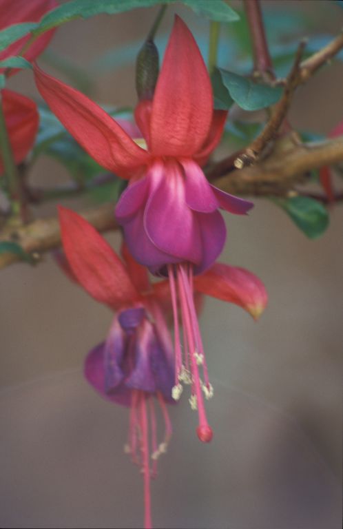 Purple Fuchsia